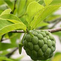 Fresh Custard Apple