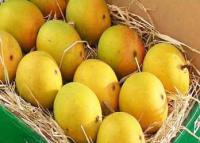Fresh Mango