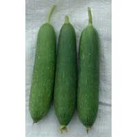 Fresh Sponge Gourd