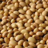 Soya Bean Seeds